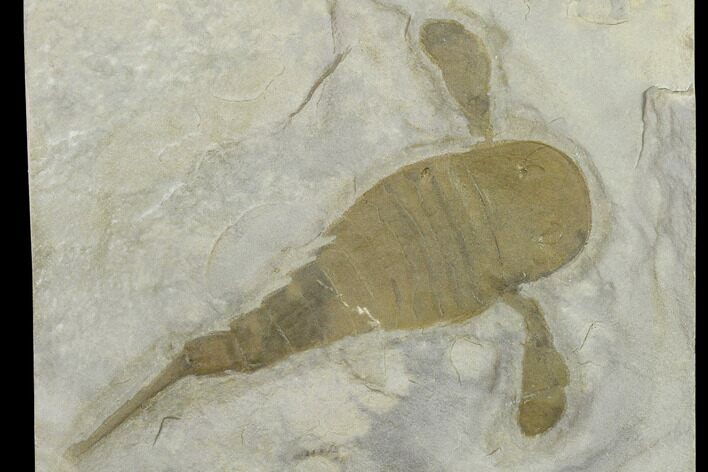 3.3" Eurypterus (Sea Scorpion) Fossil - New York